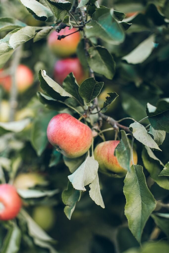 red apple - qué son las manzanas